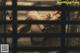 A woman laying on top of a bed covered in newspaper.